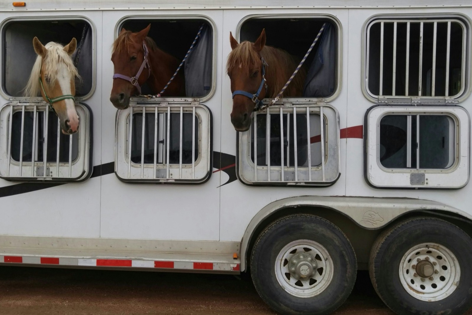 Trois chevaux à la fenêtre d’un van chargé, avant le départ